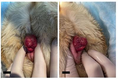 Case report: Clitoral adenocarcinoma in a mixed-breed female dog